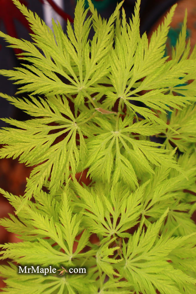 - Acer palmatum 'Filigree' Weeping Japanese Maple - Mr Maple │ Buy Japanese Maple Trees