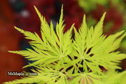 - Acer palmatum 'Filigree' Weeping Japanese Maple - Mr Maple │ Buy Japanese Maple Trees