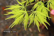 - Acer palmatum 'Filigree' Weeping Japanese Maple - Mr Maple │ Buy Japanese Maple Trees