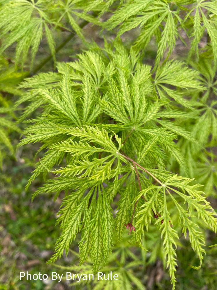 - Acer palmatum 'Filigree' Weeping Japanese Maple - Mr Maple │ Buy Japanese Maple Trees