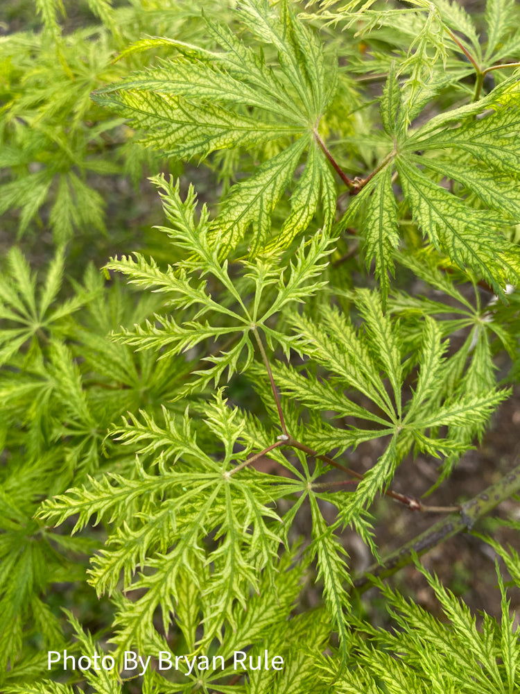 - Acer palmatum 'Filigree' Weeping Japanese Maple - Mr Maple │ Buy Japanese Maple Trees