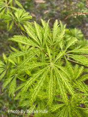 - Acer palmatum 'Filigree' Weeping Japanese Maple - Mr Maple │ Buy Japanese Maple Trees