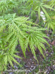 - Acer palmatum 'Filigree' Weeping Japanese Maple - Mr Maple │ Buy Japanese Maple Trees