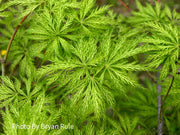 - Acer palmatum 'Filigree' Weeping Japanese Maple - Mr Maple │ Buy Japanese Maple Trees