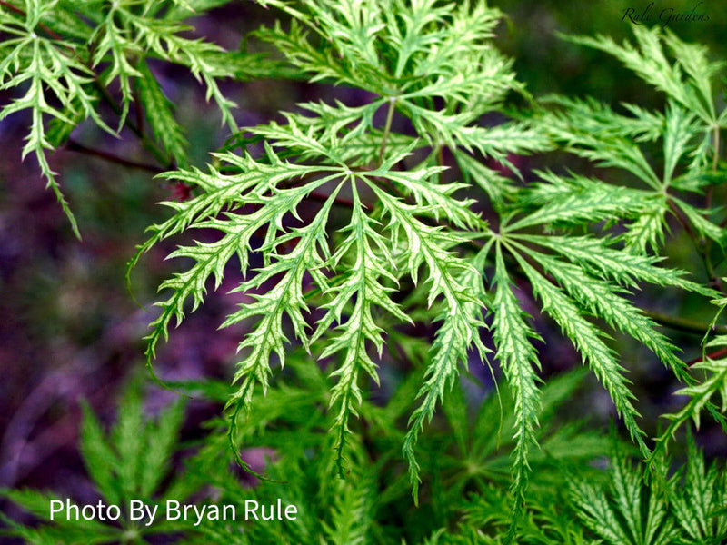 - Acer palmatum 'Filigree' Weeping Japanese Maple - Mr Maple │ Buy Japanese Maple Trees