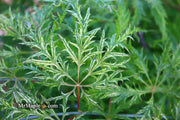 - Acer palmatum 'Filigree' Weeping Japanese Maple - Mr Maple │ Buy Japanese Maple Trees