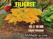 - Acer palmatum 'Filigree' Weeping Japanese Maple - Mr Maple │ Buy Japanese Maple Trees