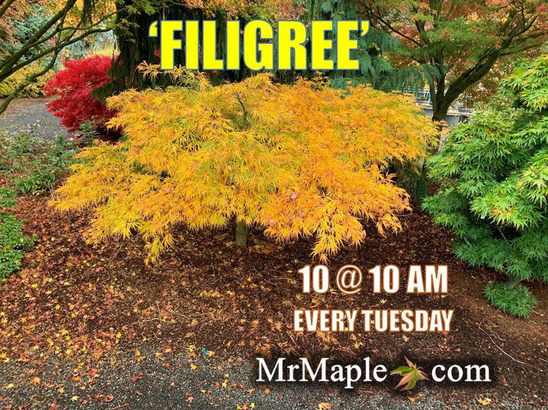 - Acer palmatum 'Filigree' Weeping Japanese Maple - Mr Maple │ Buy Japanese Maple Trees