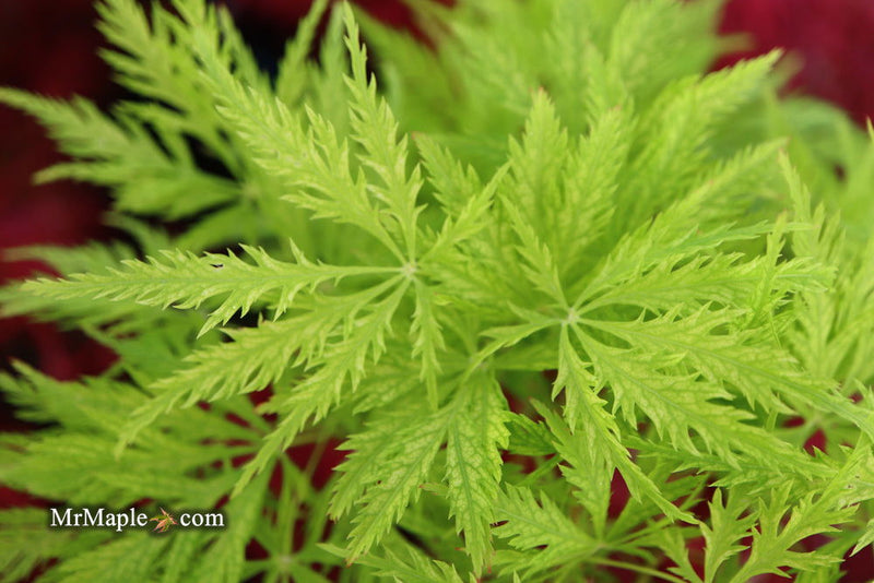 - Acer palmatum 'Filigree' Weeping Japanese Maple - Mr Maple │ Buy Japanese Maple Trees
