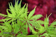 - Acer palmatum 'Filigree' Weeping Japanese Maple - Mr Maple │ Buy Japanese Maple Trees