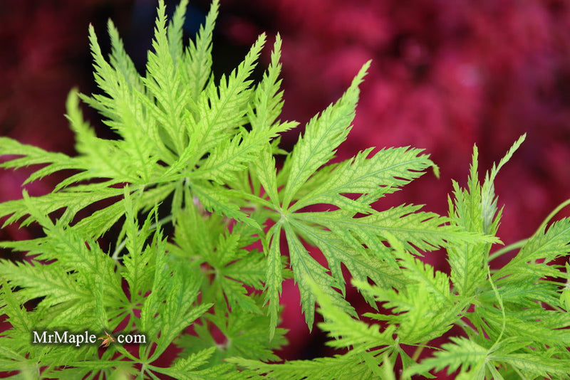 - Acer palmatum 'Filigree' Weeping Japanese Maple - Mr Maple │ Buy Japanese Maple Trees