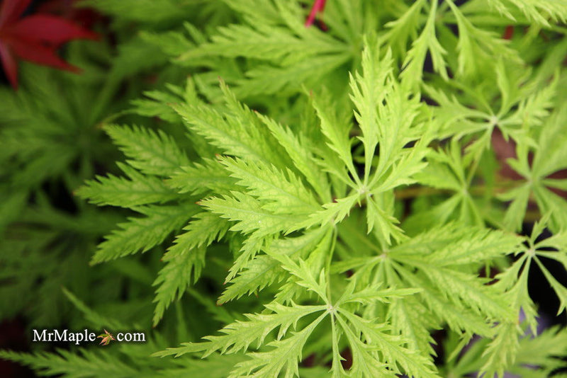 - Acer palmatum 'Filigree' Weeping Japanese Maple - Mr Maple │ Buy Japanese Maple Trees
