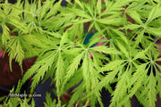 - Acer palmatum 'Filigree' Weeping Japanese Maple - Mr Maple │ Buy Japanese Maple Trees