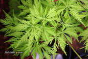 - Acer palmatum 'Filigree' Weeping Japanese Maple - Mr Maple │ Buy Japanese Maple Trees