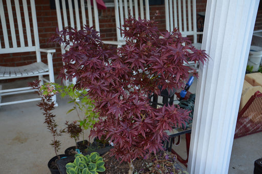 Acer palmatum 'Fireball' Dwarf Japanese Maple - Mr Maple │ Buy Japanese Maple Trees