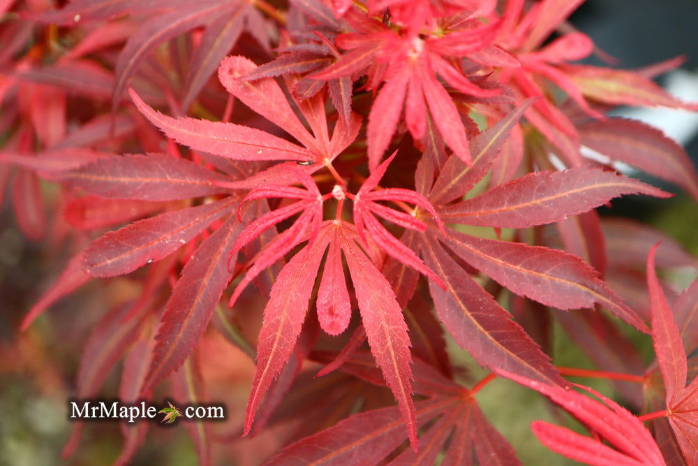 '- Acer palmatum 'Fireball' Dwarf Japanese Maple - Mr Maple │ Buy Japanese Maple Trees