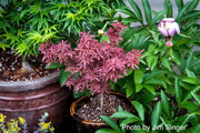 - Acer palmatum 'Fireball' Dwarf Japanese Maple - Mr Maple │ Buy Japanese Maple Trees
