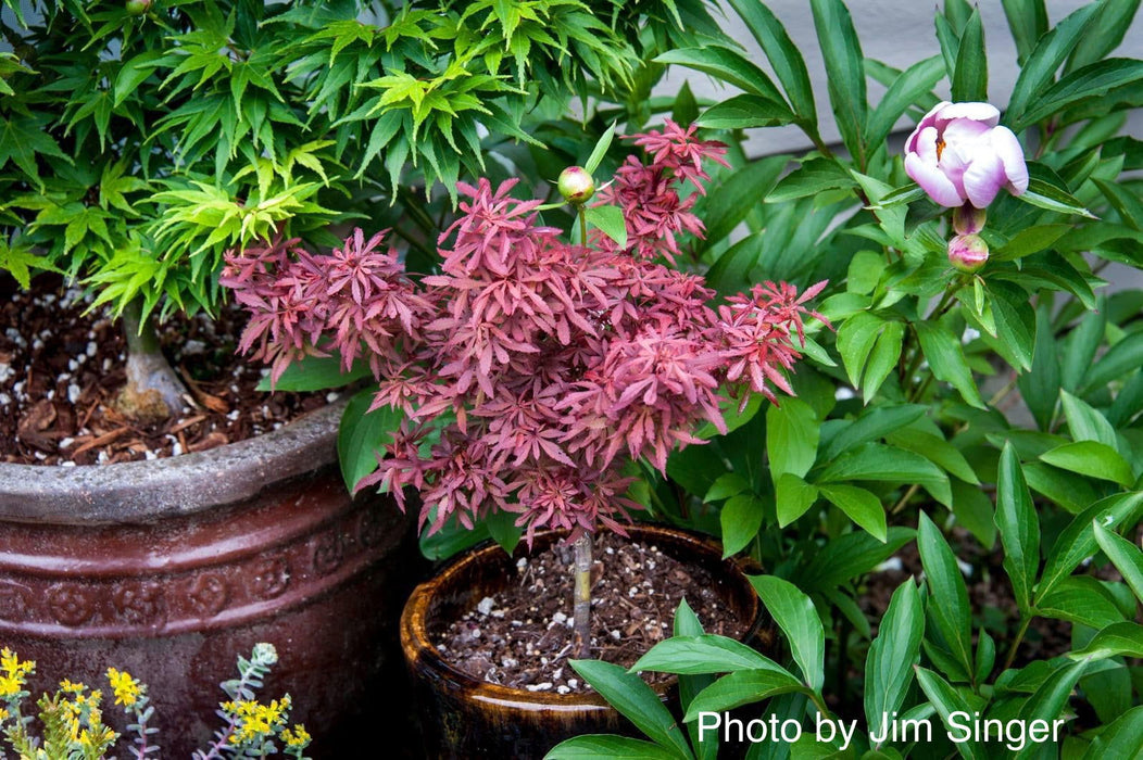 '- Acer palmatum 'Fireball' Dwarf Japanese Maple - Mr Maple │ Buy Japanese Maple Trees