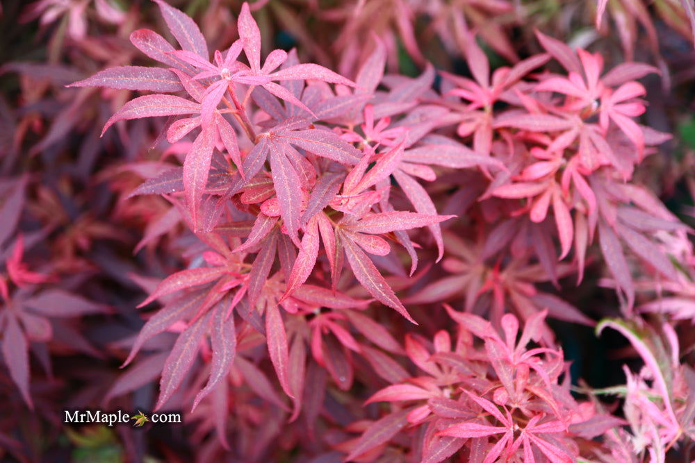 '- Acer palmatum 'Fireball' Dwarf Japanese Maple - Mr Maple │ Buy Japanese Maple Trees