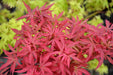 '- Acer palmatum 'Fireball' Dwarf Japanese Maple - Mr Maple │ Buy Japanese Maple Trees