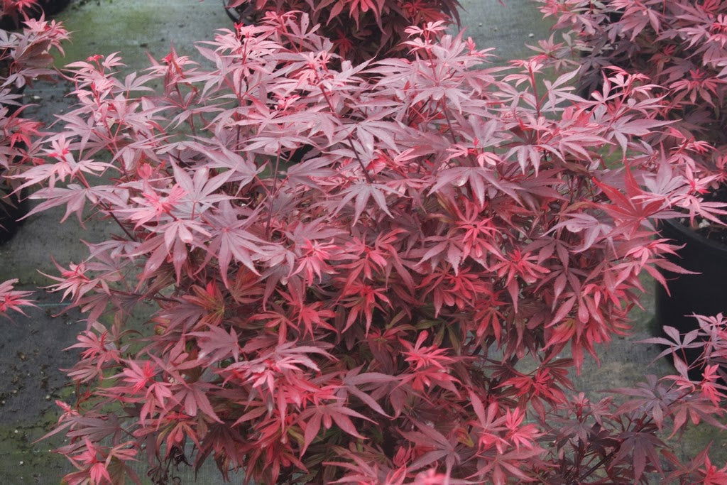 '- Acer palmatum 'Fireball' Dwarf Japanese Maple - Mr Maple │ Buy Japanese Maple Trees