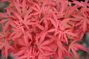 - Acer palmatum 'Fireball' Dwarf Japanese Maple - Mr Maple │ Buy Japanese Maple Trees