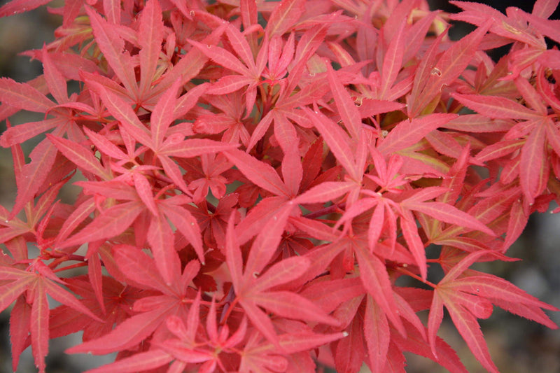 - Acer palmatum 'Fireball' Dwarf Japanese Maple - Mr Maple │ Buy Japanese Maple Trees