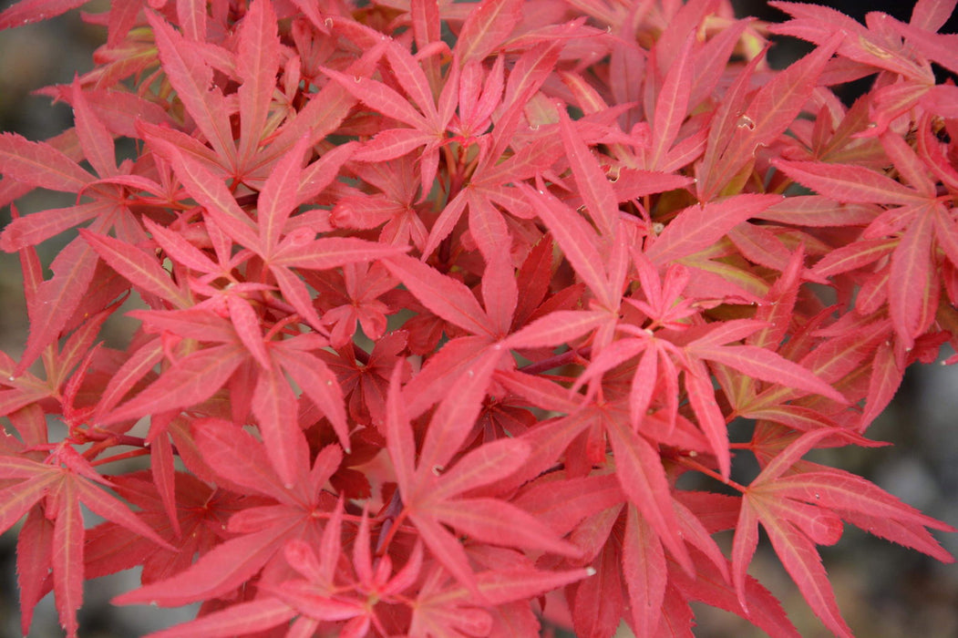 '- Acer palmatum 'Fireball' Dwarf Japanese Maple - Mr Maple │ Buy Japanese Maple Trees