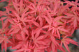 '- Acer palmatum 'Fireball' Dwarf Japanese Maple - Mr Maple │ Buy Japanese Maple Trees