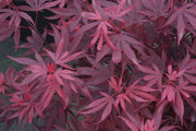 - Acer palmatum 'Fireball' Dwarf Japanese Maple - Mr Maple │ Buy Japanese Maple Trees