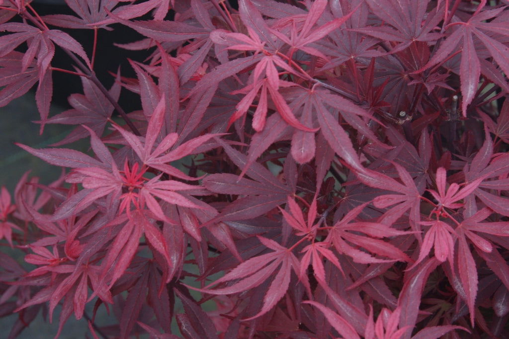 '- Acer palmatum 'Fireball' Dwarf Japanese Maple - Mr Maple │ Buy Japanese Maple Trees