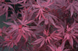 '- Acer palmatum 'Fireball' Dwarf Japanese Maple - Mr Maple │ Buy Japanese Maple Trees