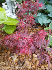 - Acer palmatum 'Fireball' Dwarf Japanese Maple - Mr Maple │ Buy Japanese Maple Trees