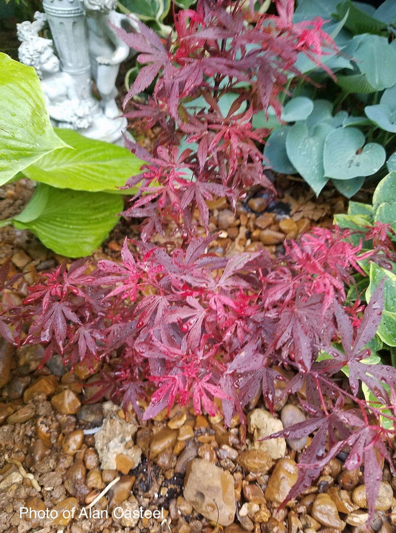 - Acer palmatum 'Fireball' Dwarf Japanese Maple - Mr Maple │ Buy Japanese Maple Trees
