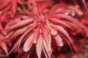 - Acer palmatum 'Fireball' Dwarf Japanese Maple - Mr Maple │ Buy Japanese Maple Trees