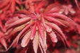 '- Acer palmatum 'Fireball' Dwarf Japanese Maple - Mr Maple │ Buy Japanese Maple Trees