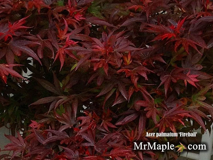 - Acer palmatum 'Fireball' Dwarf Japanese Maple - Mr Maple │ Buy Japanese Maple Trees