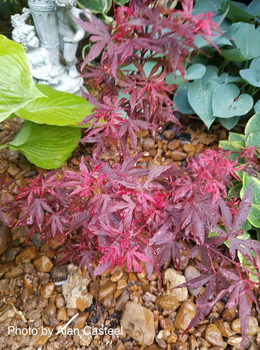 '- Acer palmatum 'Fireball' Dwarf Japanese Maple - Mr Maple │ Buy Japanese Maple Trees