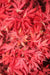 '- Acer palmatum 'Fireball' Dwarf Japanese Maple - Mr Maple │ Buy Japanese Maple Trees