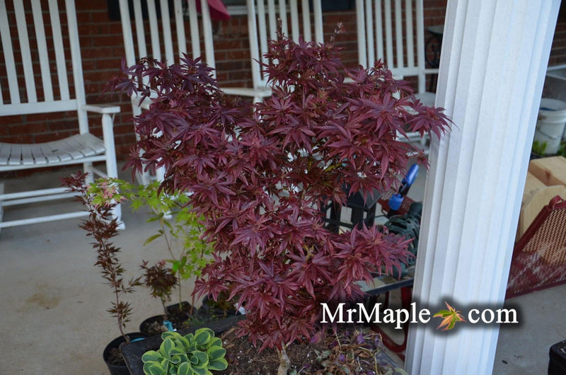 - Acer palmatum 'Fireball' Dwarf Japanese Maple - Mr Maple │ Buy Japanese Maple Trees