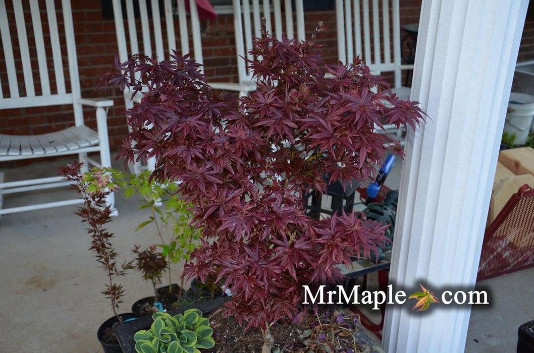 '- Acer palmatum 'Fireball' Dwarf Japanese Maple - Mr Maple │ Buy Japanese Maple Trees