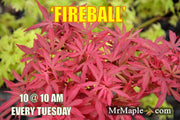 - Acer palmatum 'Fireball' Dwarf Japanese Maple - Mr Maple │ Buy Japanese Maple Trees