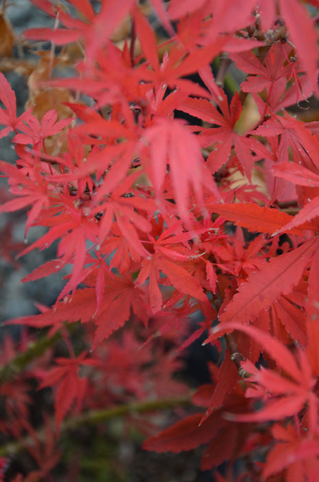 '- Acer palmatum 'Fireball' Dwarf Japanese Maple - Mr Maple │ Buy Japanese Maple Trees