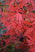 '- Acer palmatum 'Fireball' Dwarf Japanese Maple - Mr Maple │ Buy Japanese Maple Trees