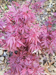 - Acer palmatum 'Fireball' Dwarf Japanese Maple - Mr Maple │ Buy Japanese Maple Trees
