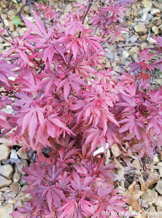 '- Acer palmatum 'Fireball' Dwarf Japanese Maple - Mr Maple │ Buy Japanese Maple Trees