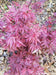 '- Acer palmatum 'Fireball' Dwarf Japanese Maple - Mr Maple │ Buy Japanese Maple Trees