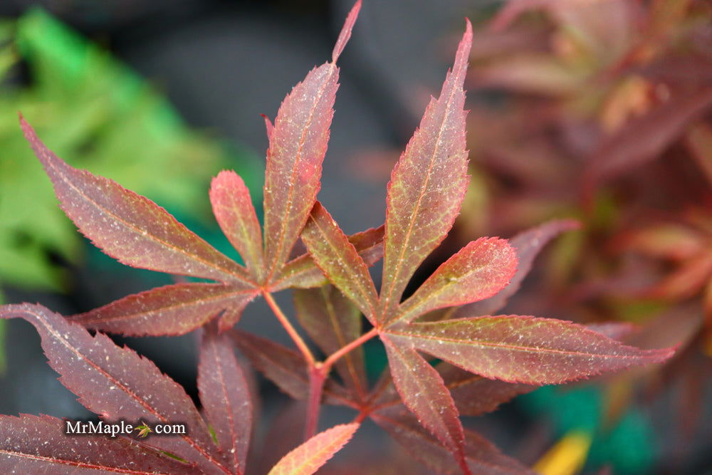 '- Acer palmatum 'Fireball' Dwarf Japanese Maple - Mr Maple │ Buy Japanese Maple Trees