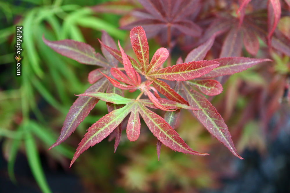 '- Acer palmatum 'Fireball' Dwarf Japanese Maple - Mr Maple │ Buy Japanese Maple Trees