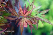 - Acer palmatum 'Fireball' Dwarf Japanese Maple - Mr Maple │ Buy Japanese Maple Trees